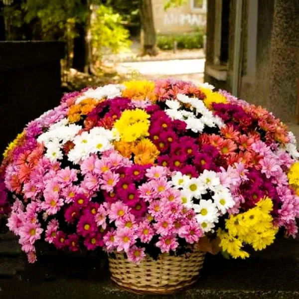 Корзина Сияние хризантем